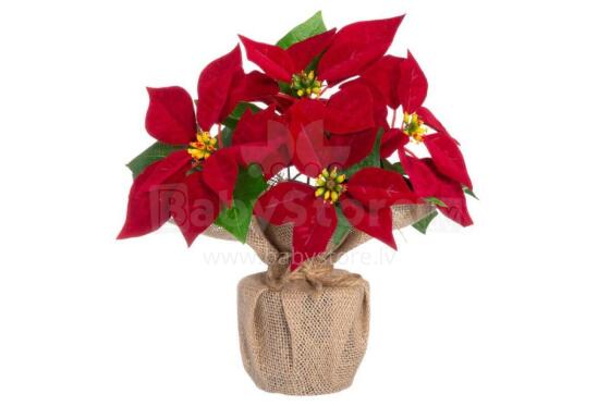 4Poinsettia gbagbe le jute ze dzĩ 26 cm ɖeɖefia