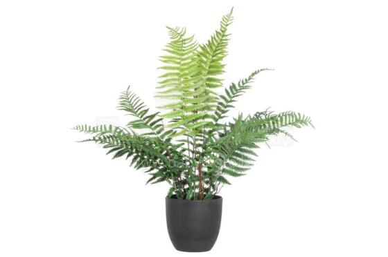 4Fern gbagbe 66 cm