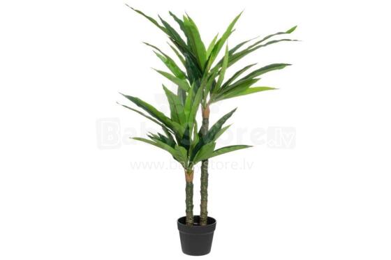 4Dracaena gbagbe 100 cm