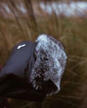 Makaszka Waterproof Muff Art.155238