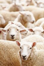 La bebe™ Merinos New Zeland  Art.213986 Merino wool blanket 65x90cm