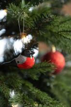 Winteria Atsyɔ̃ɖoɖo Bullfinch 3 pcs