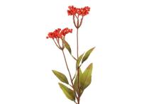 4Living Berry spray orange 75 см