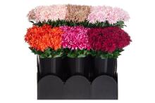 4Living Dahlia 58 cm assortii väljapanek