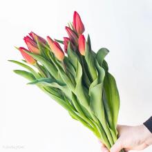 La Petit Fluer Art. LPT-TR51 Fresh Red tulips 51 psc