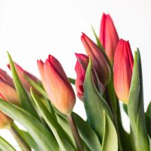 La Petit Fluer Art. LPT-TR51 Fresh Red tulips 51 psc
