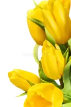 La Petit Fluer Art. LPT-TR51 Fresh Red tulips 51 psc
