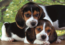 Puzzle 500 HQC BEAGLE PUPPIED Plakat Clementoni 35536