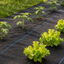 Black UV-resistant agro fabric 135 g/m² weed control mat 3.2×50 m, pins, MultiGarden