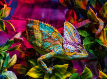 Ravensburger Pusle 500 tk Kameeleon