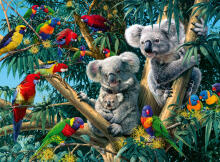 Ravensburger Pusle 500 tk Kookaburrad puul