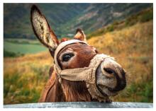 Dino pusle 500 tk Donkey