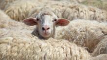 La Bebe™ Lambswool Natural Eco Socks Art.81019 Random