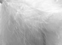 La Bebe™ Feather Art.85098 pardisuled lisatäide, 1kg